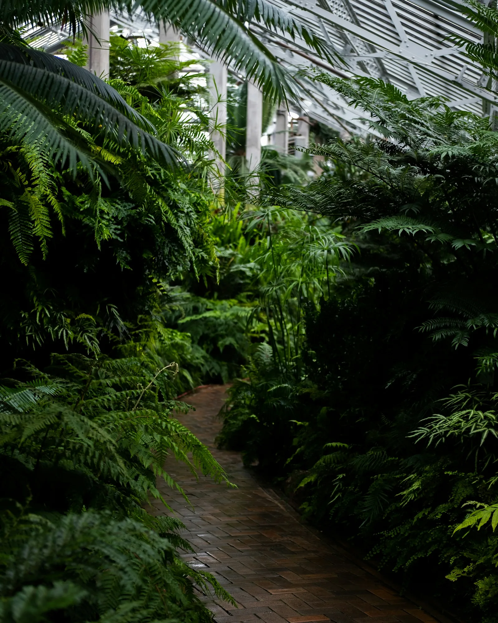Une allée traverse une serre luxuriante de plantes et de fougères