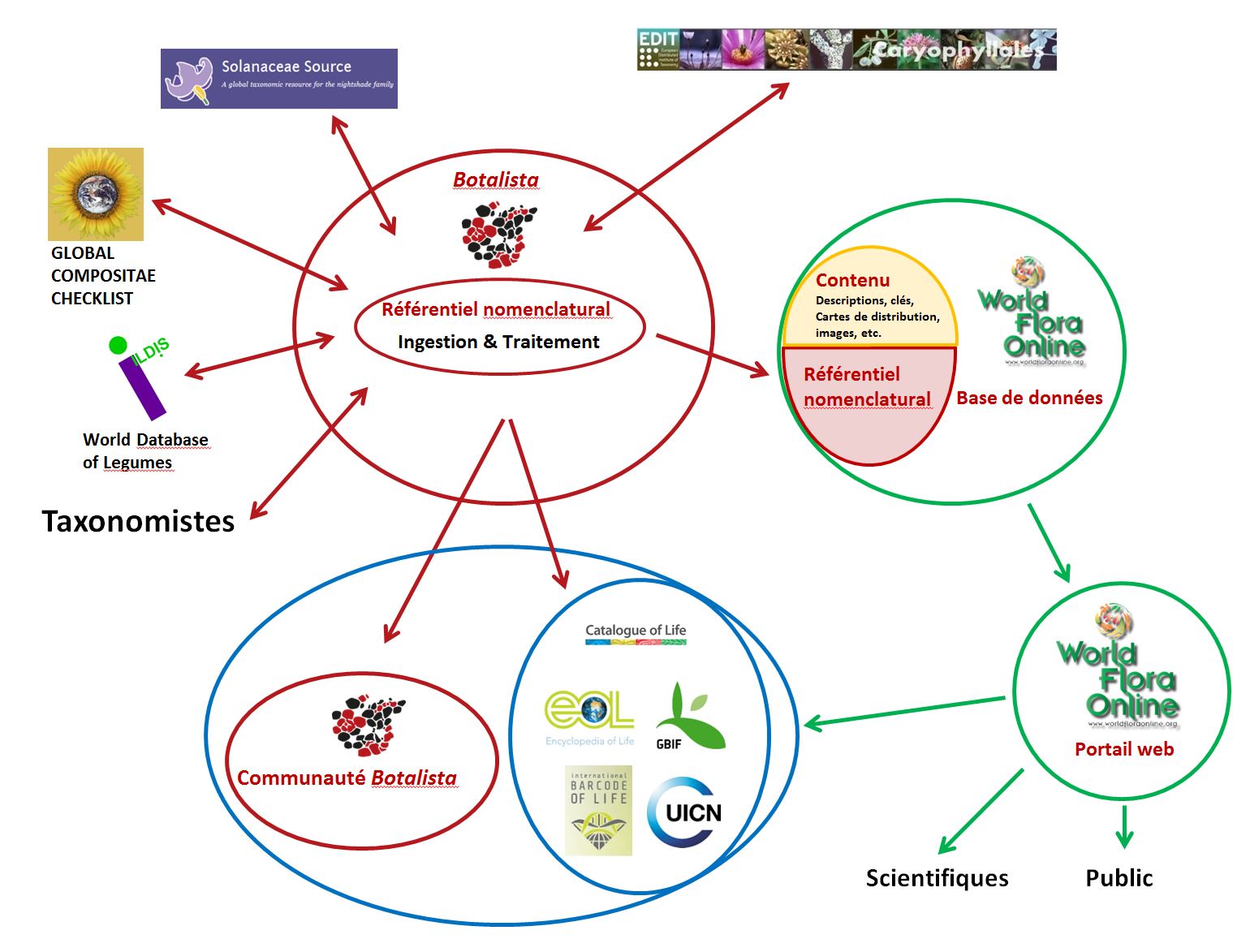 Schéma historique du lien envisagé entre Botalista et World Flora Online